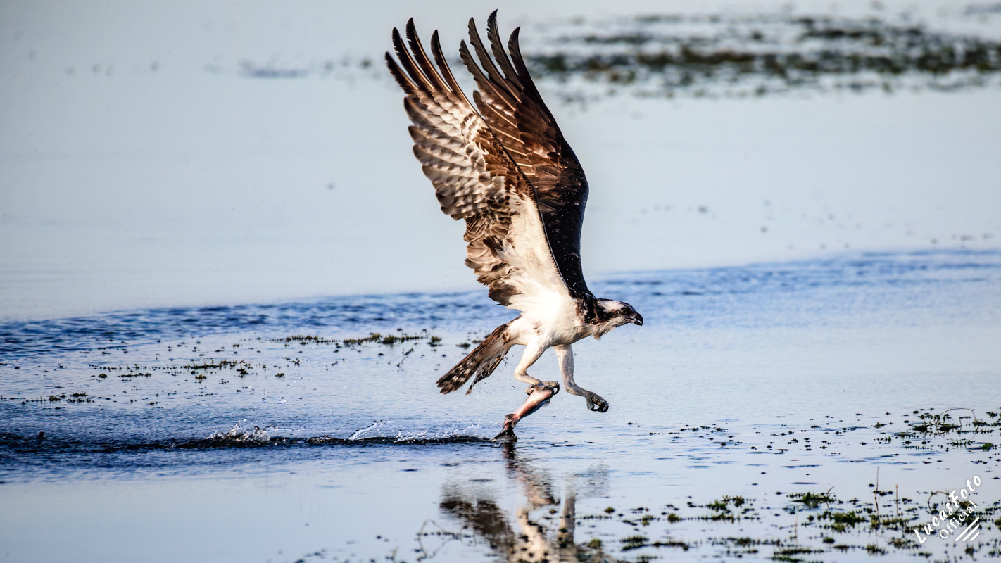 Osprey