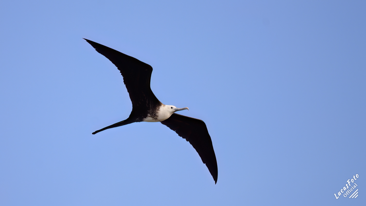 Magnificent Frigatebird