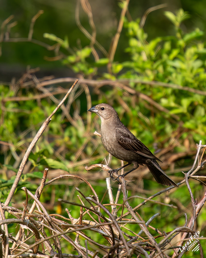 Brown-headed Cowbird