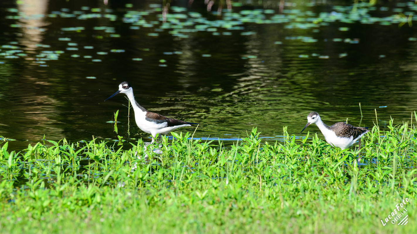 Black-necked Stilt