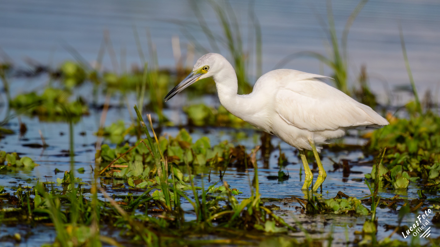 Juvenile Little Blue Heron