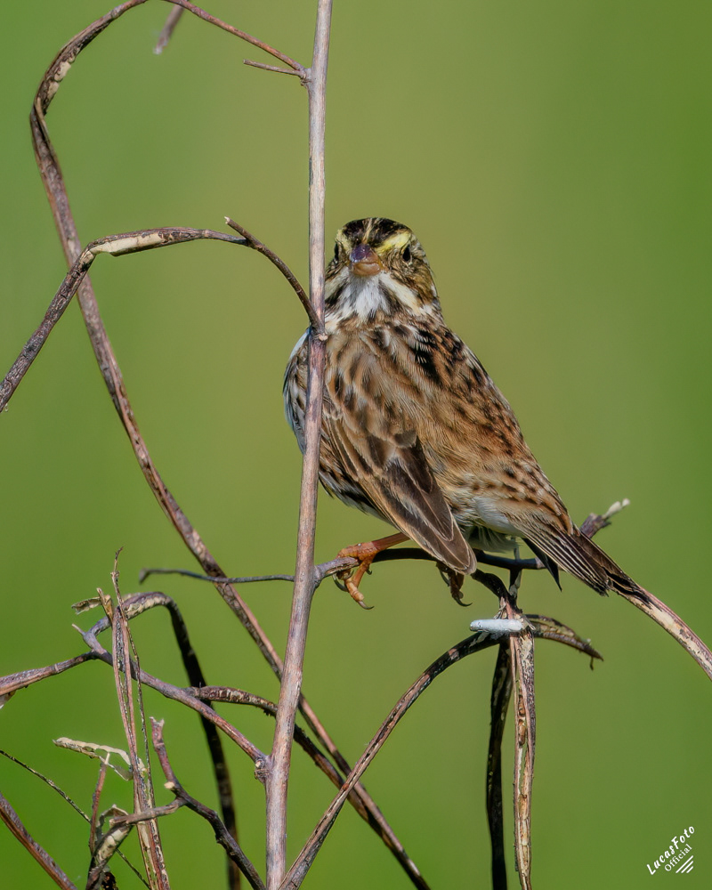 Savannah Sparrow