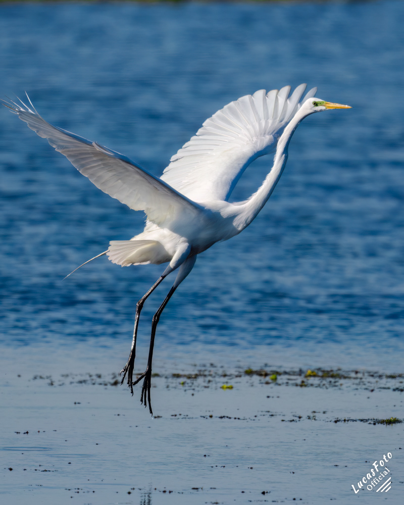 Great Egret