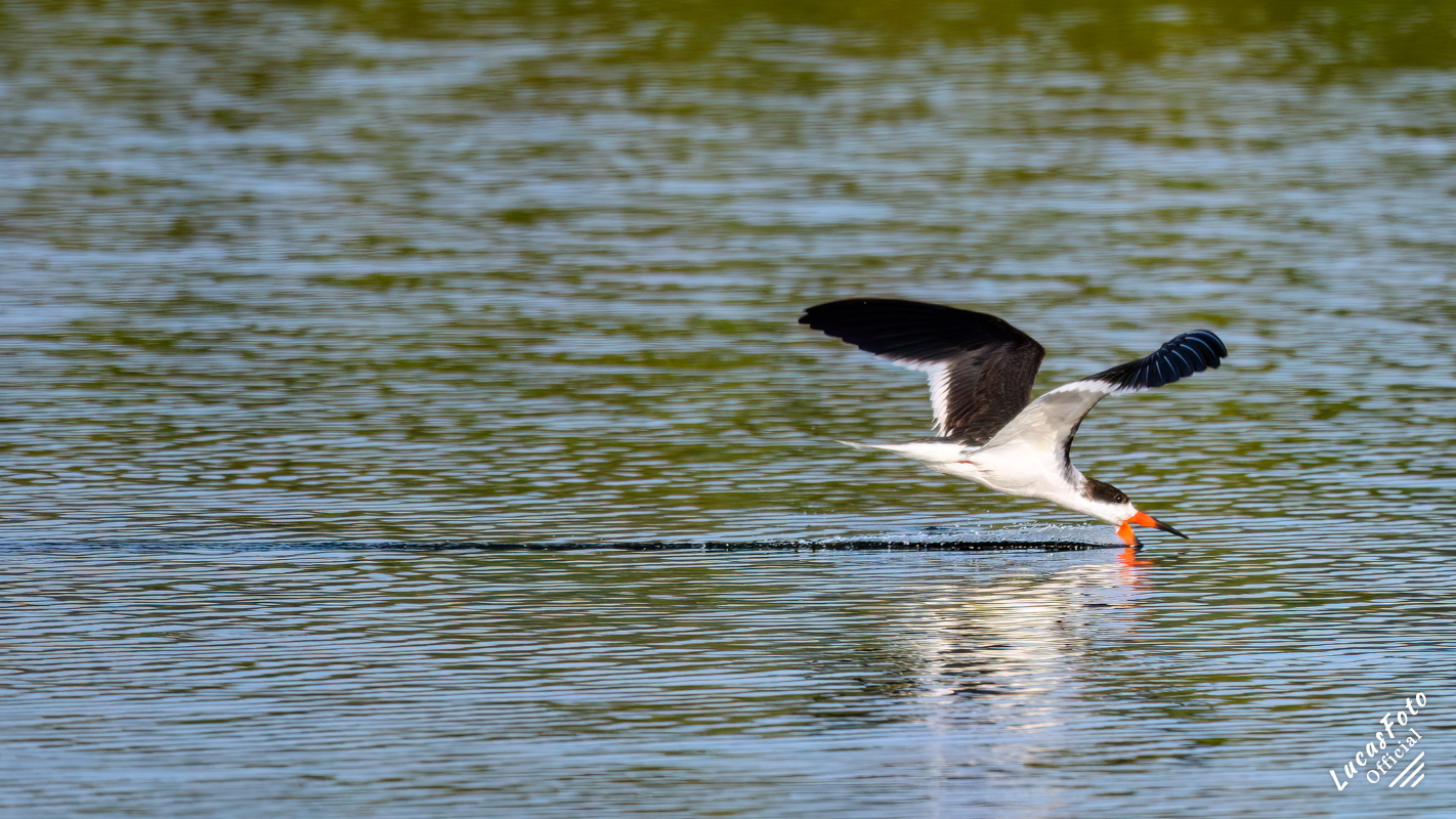 Black Skimmer