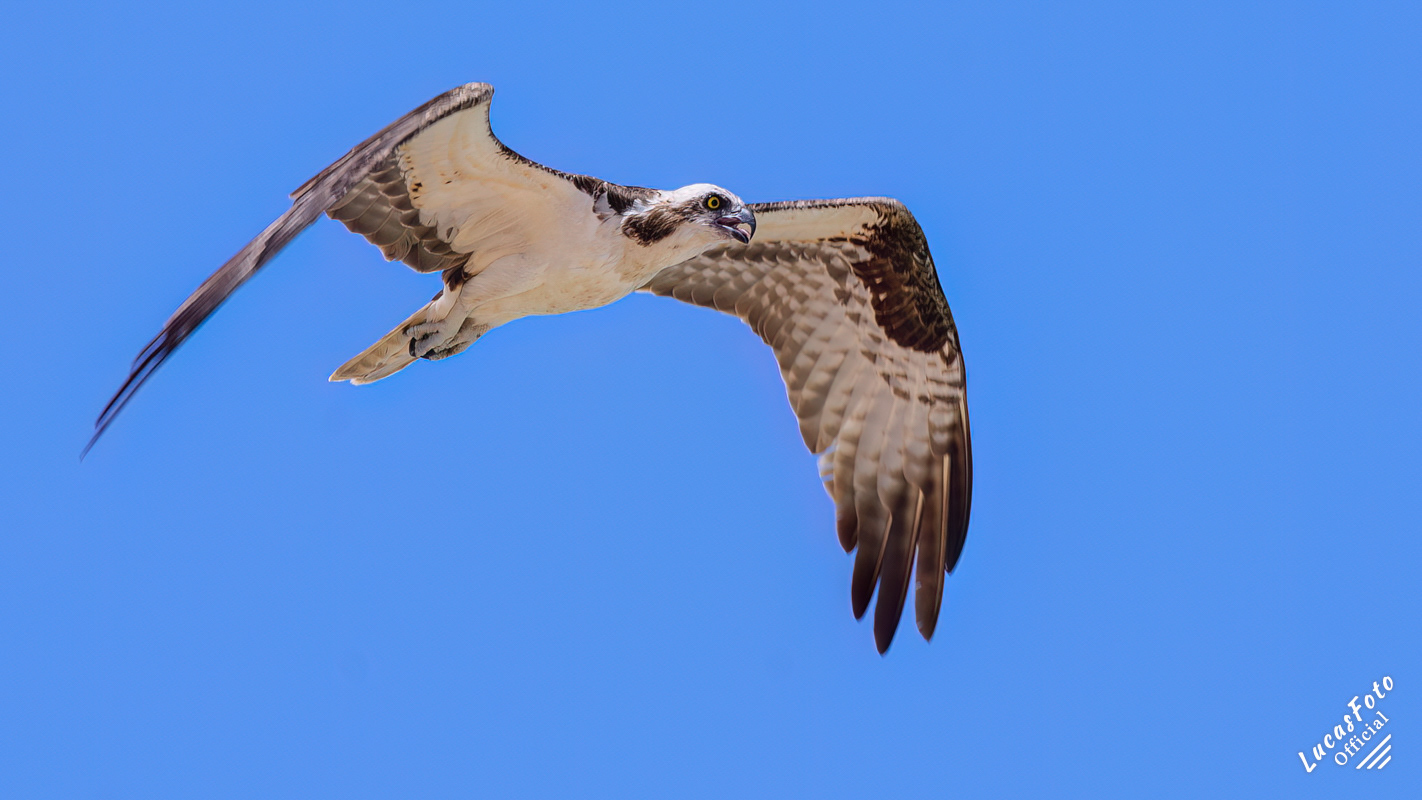 Osprey