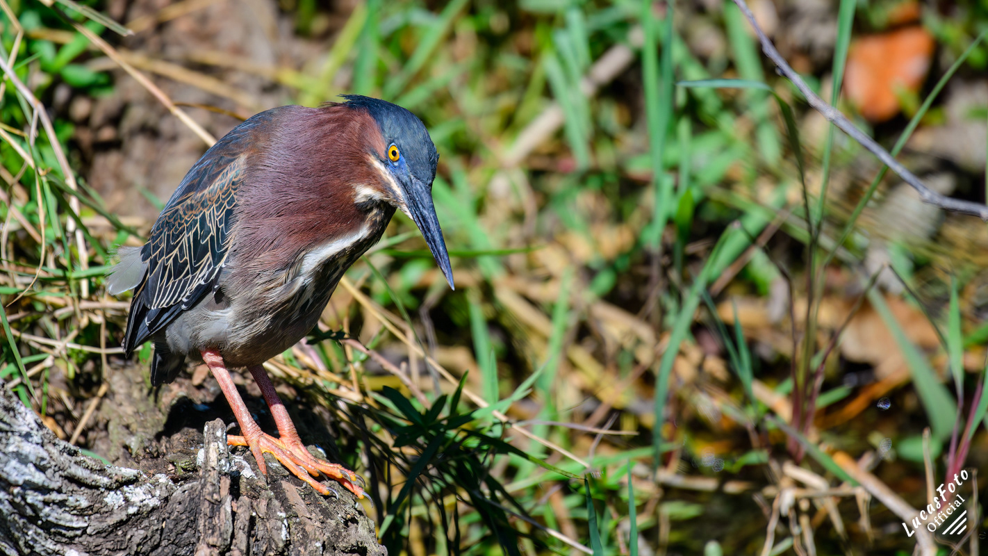 Green Heron