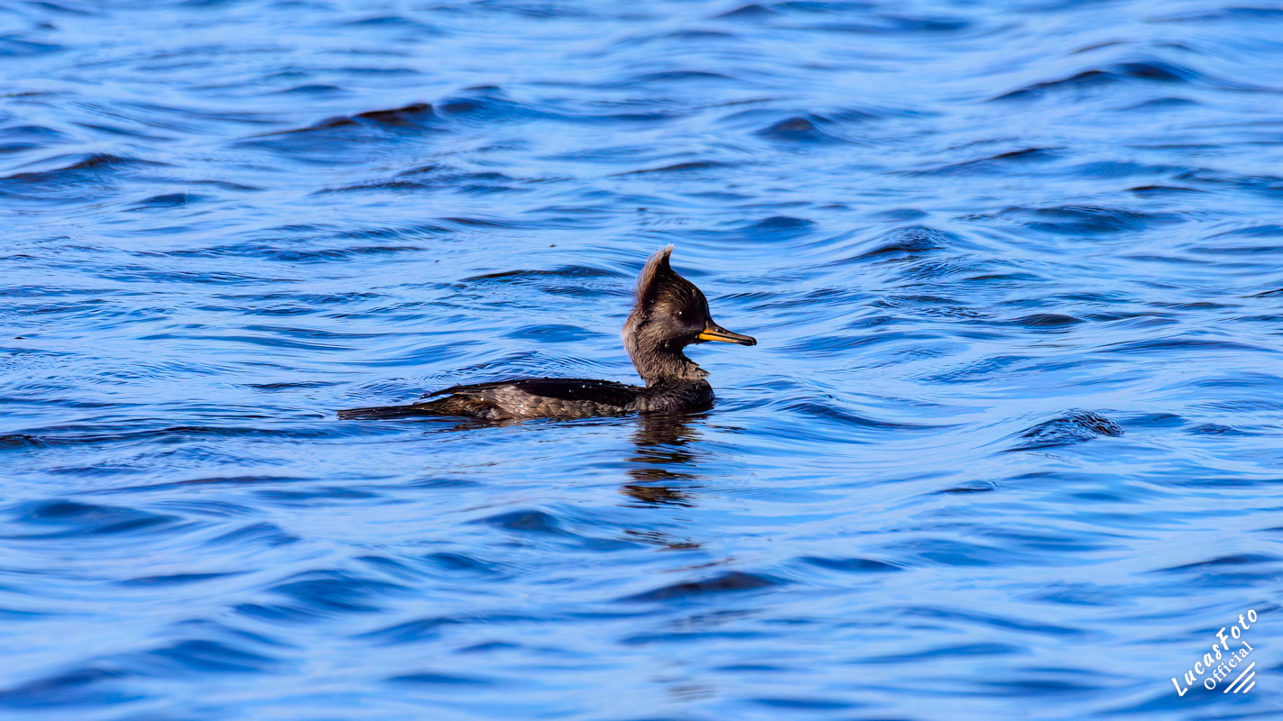 Hooded Merganser