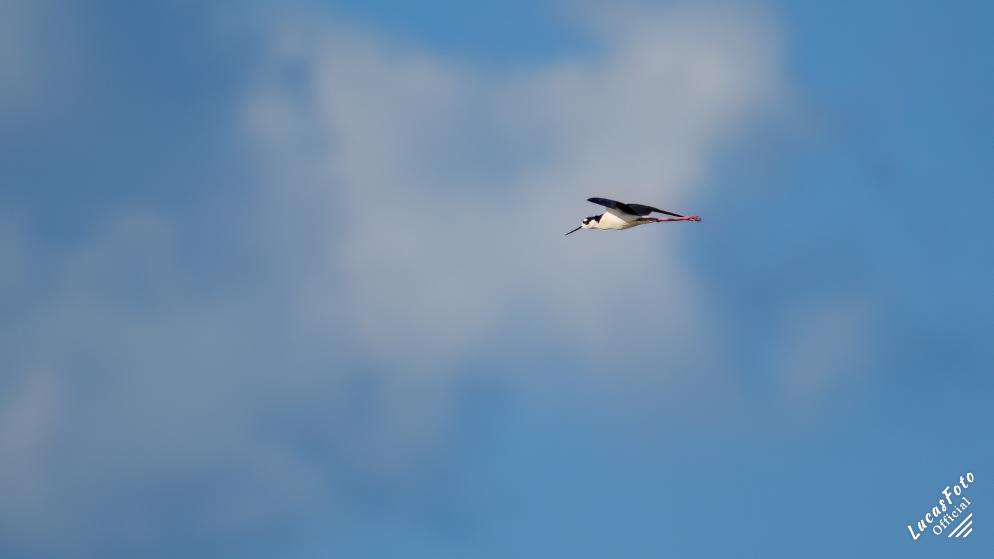 Black-necked Stilt