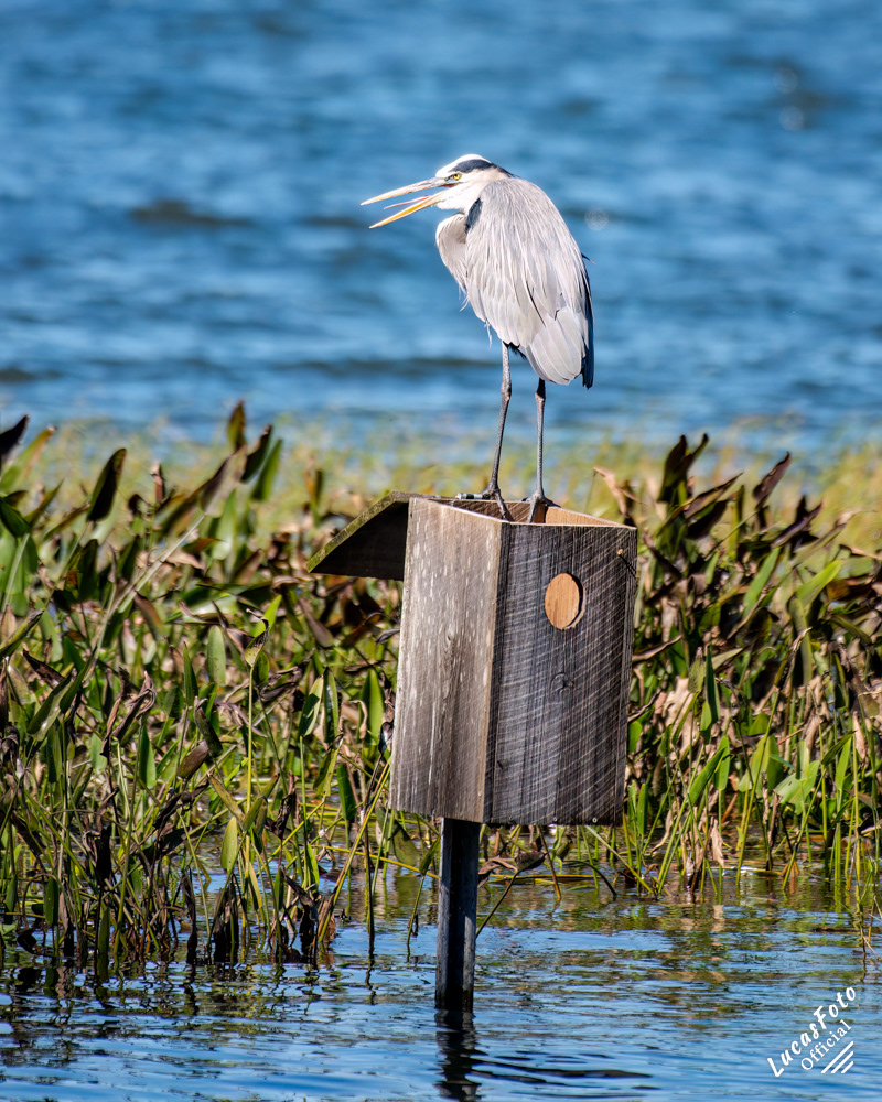 Great Blue Heron