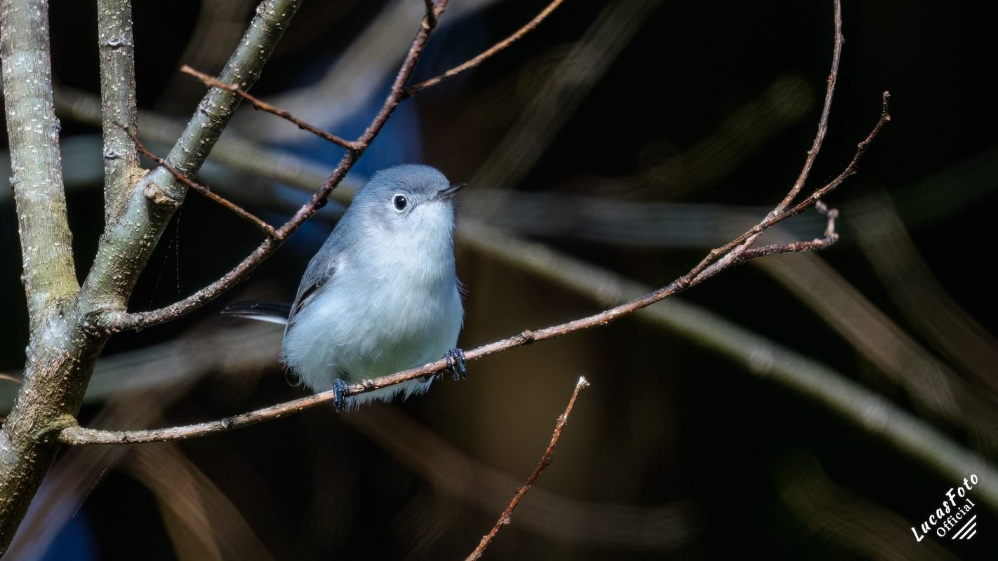 Blue-gray Gnatcatcher