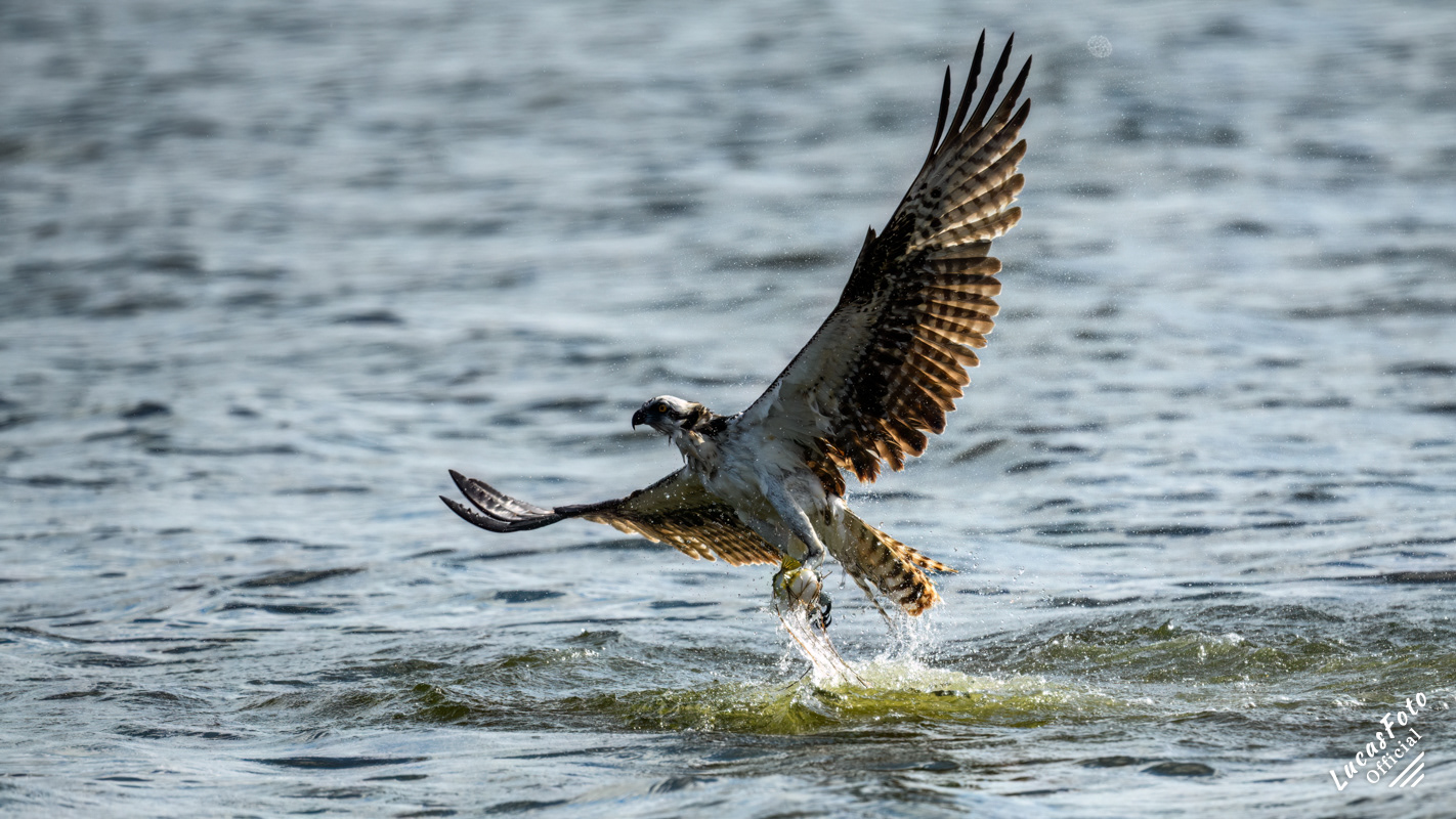 Osprey