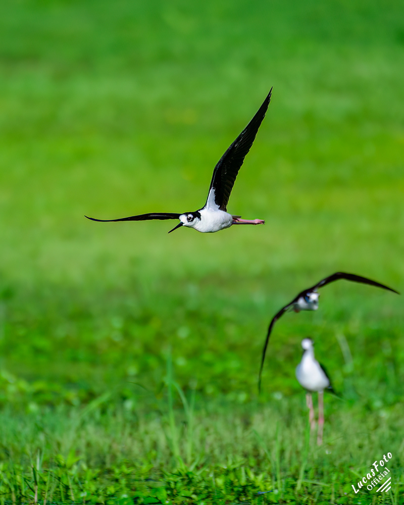 Black-necked Stilt