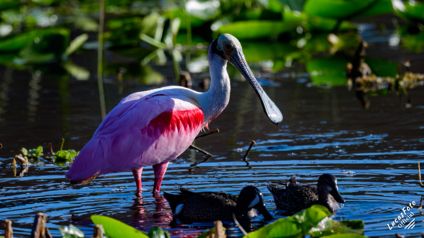 Roseate Spoonbill / Blue-winged Teal