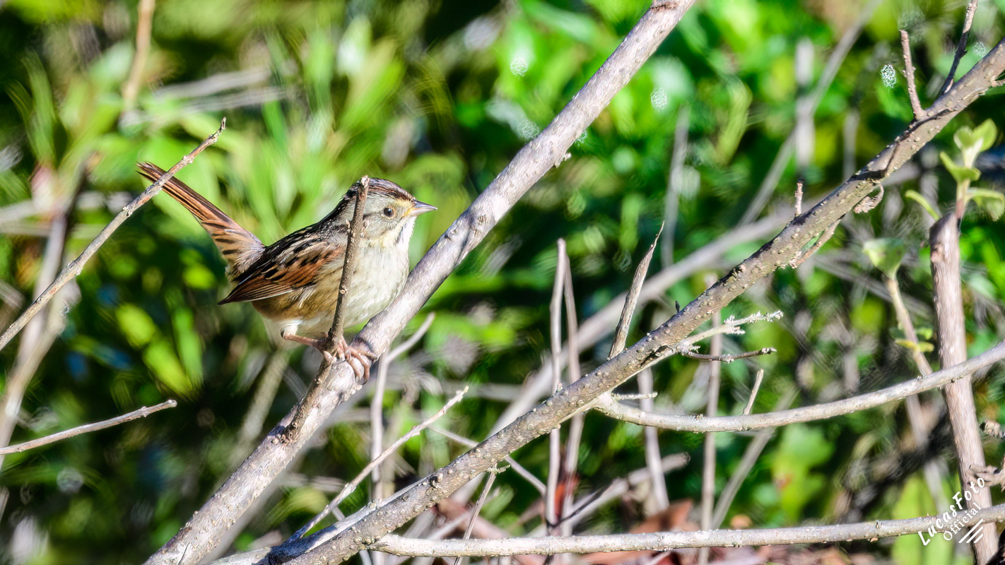 Swamp Sparrow