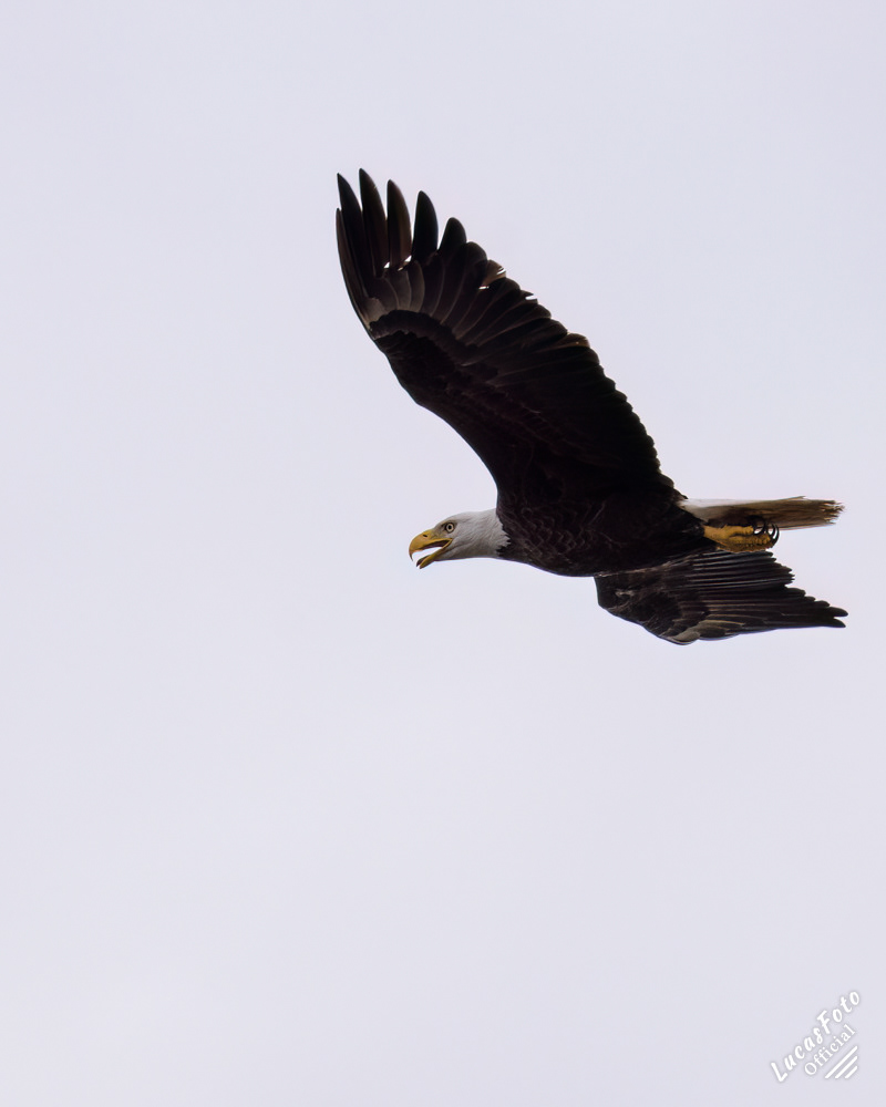 Bald Eagle