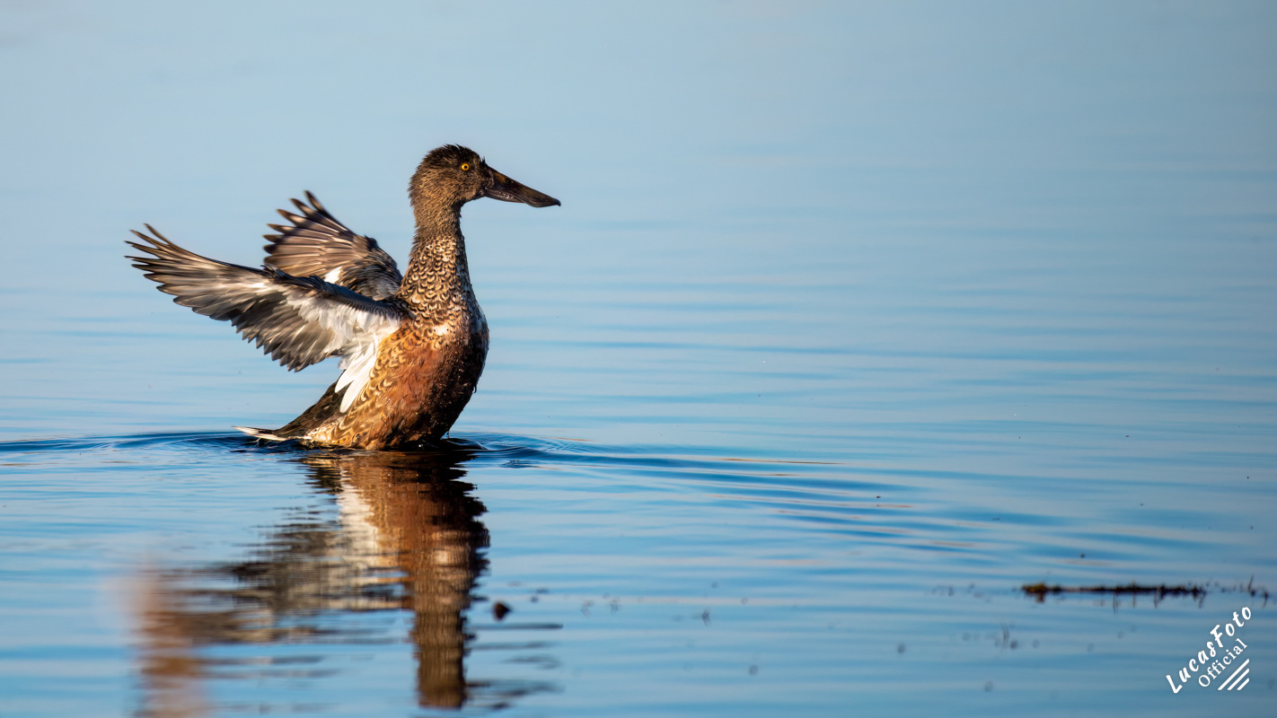 Northern Shoveler