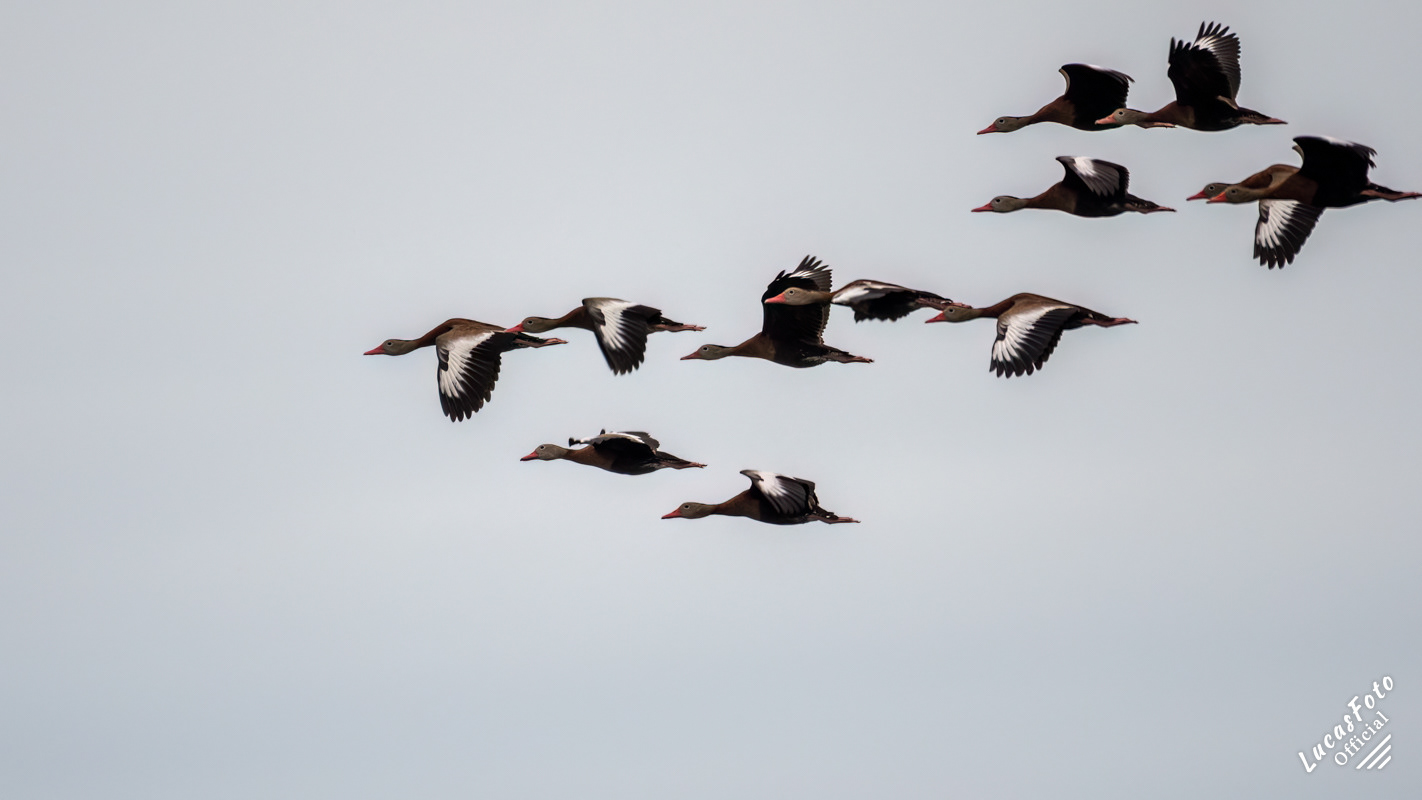 Black-bellied Whistling-Duck