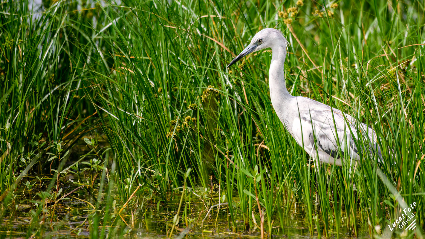 Juvenile Little Blue Heron