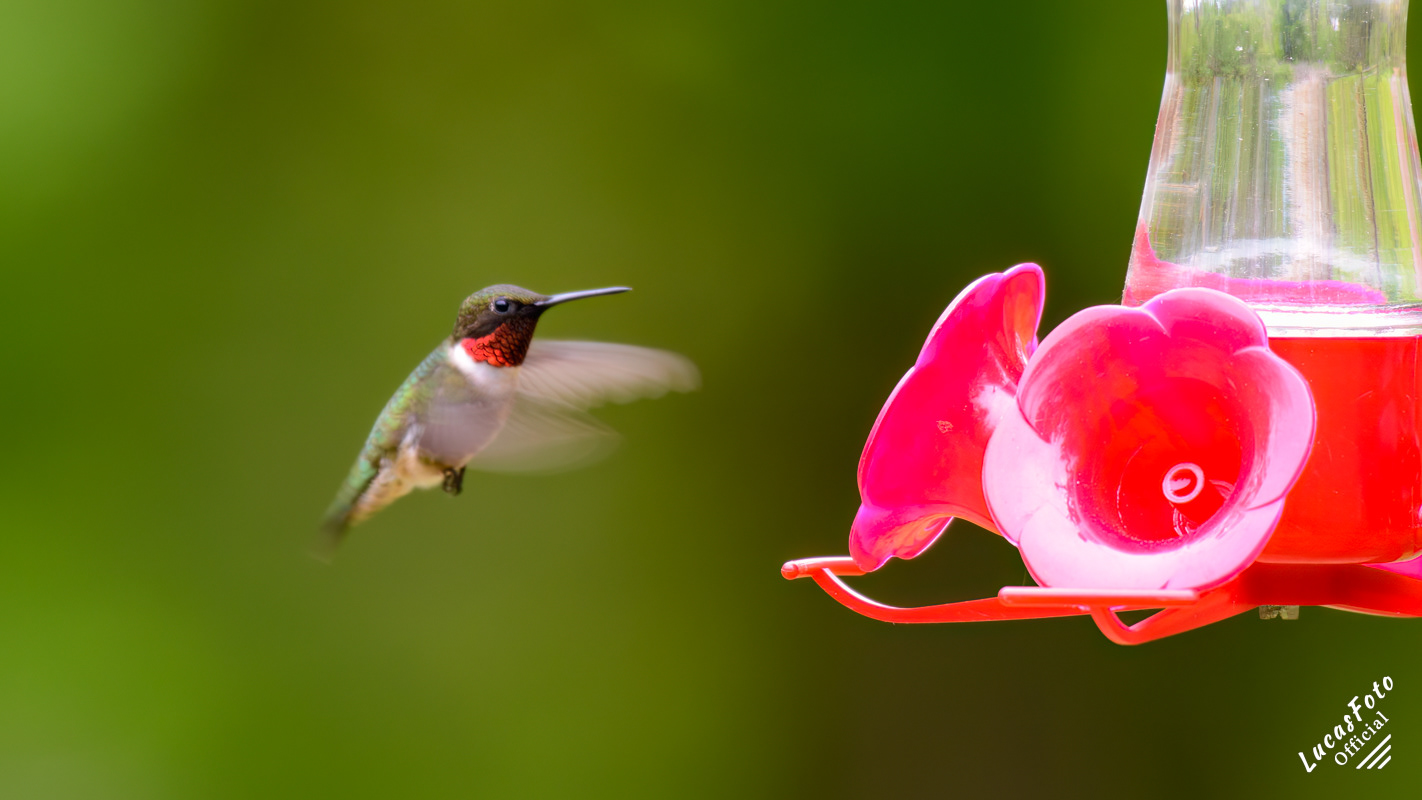 Ruby-throated Hummingbird