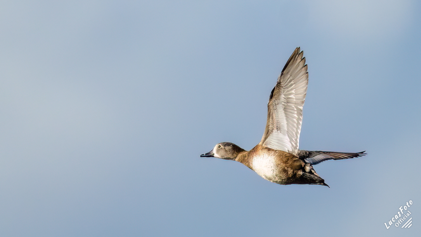 Ring-necked Duck