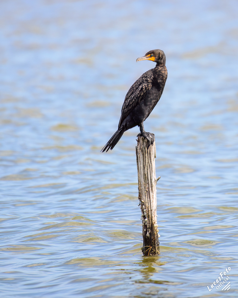 Double-crested Cormorant