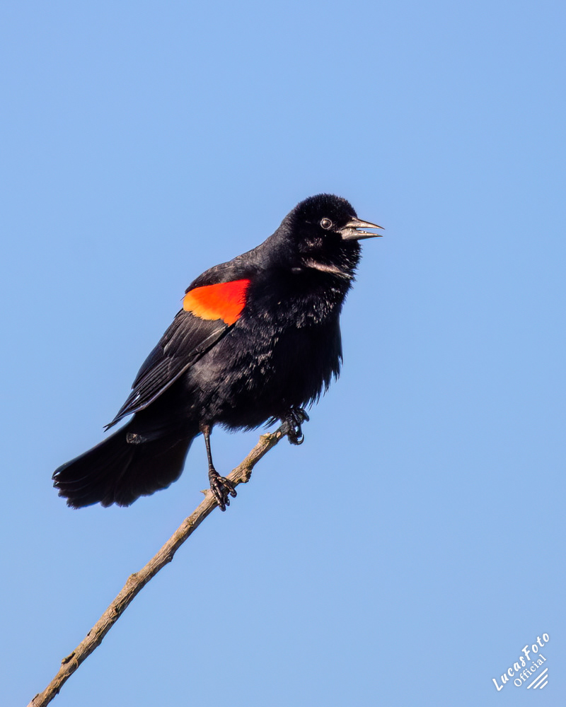Red-winged Blackbird