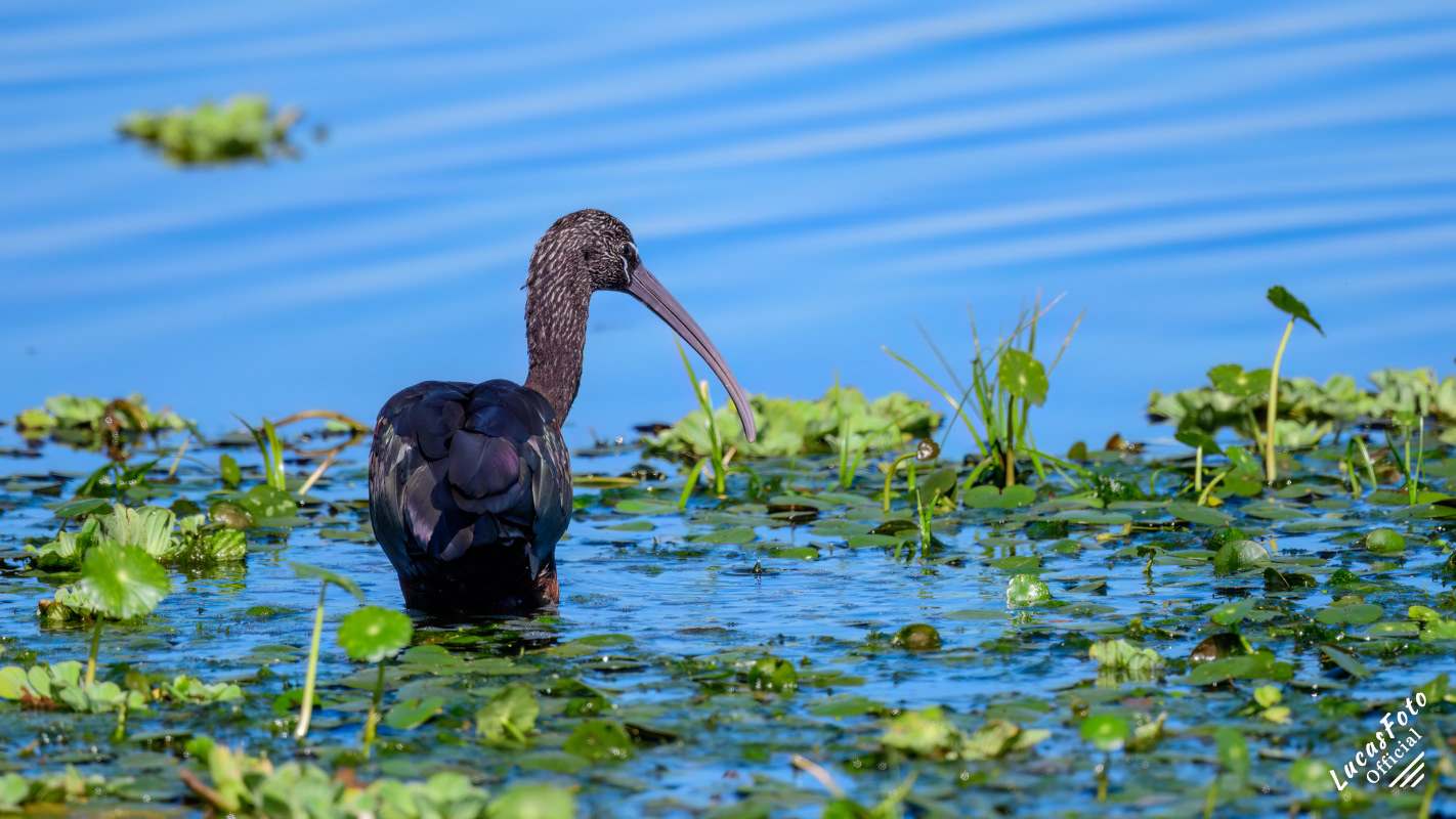 Glossy Ibis