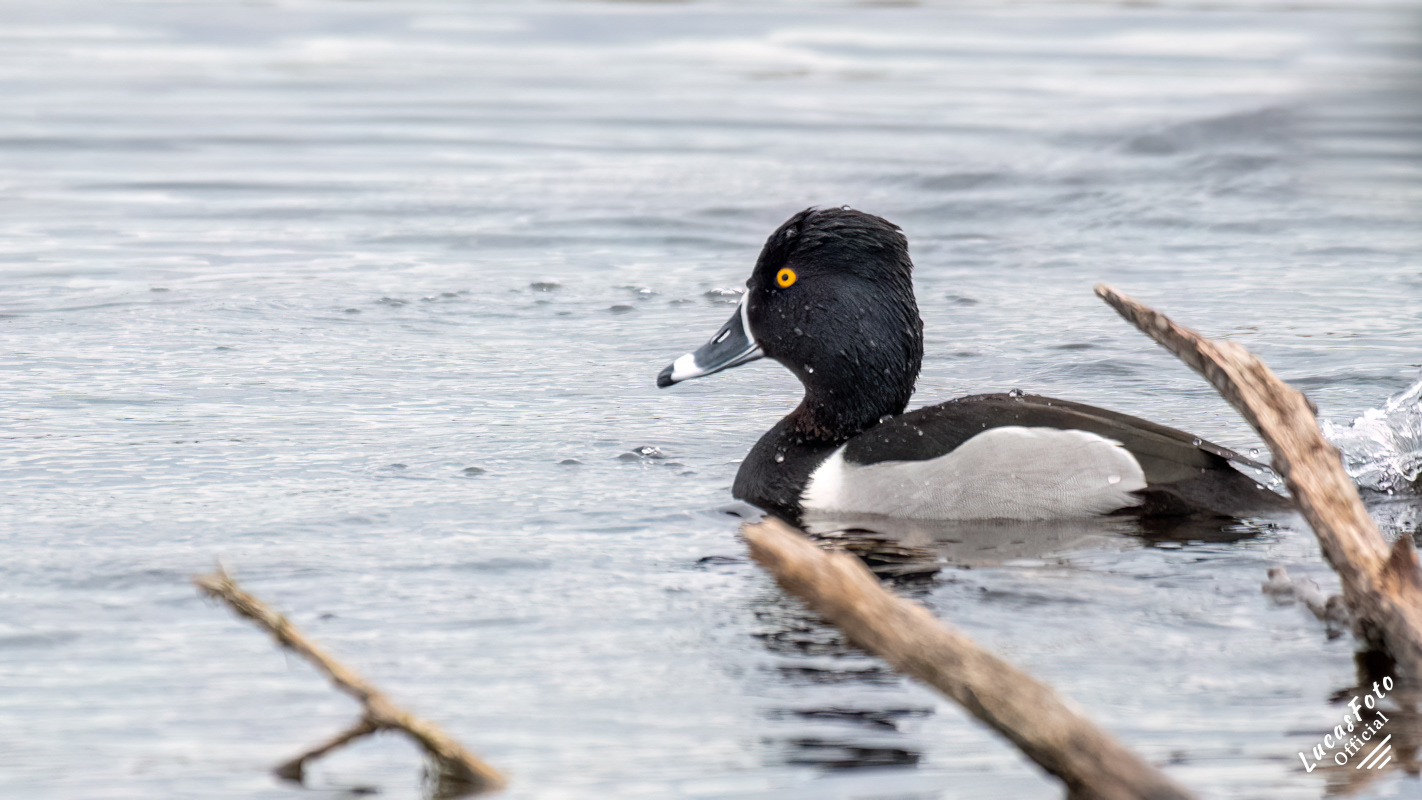 Ring-necked Duck