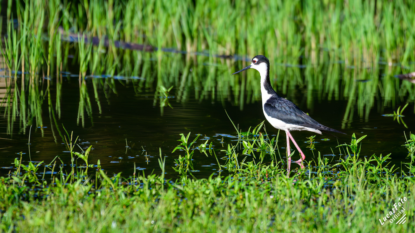 Black-necked Stilt