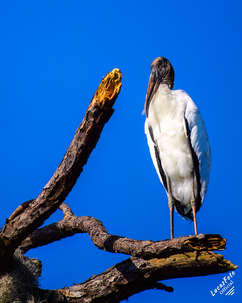 Wood Stork