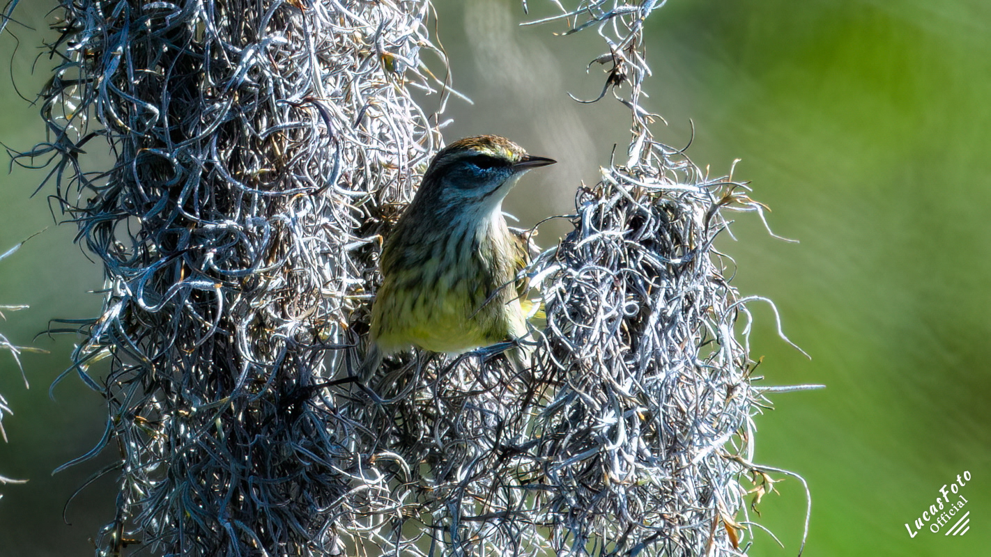 Palm Warbler
