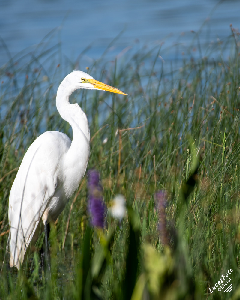 Great Egret
