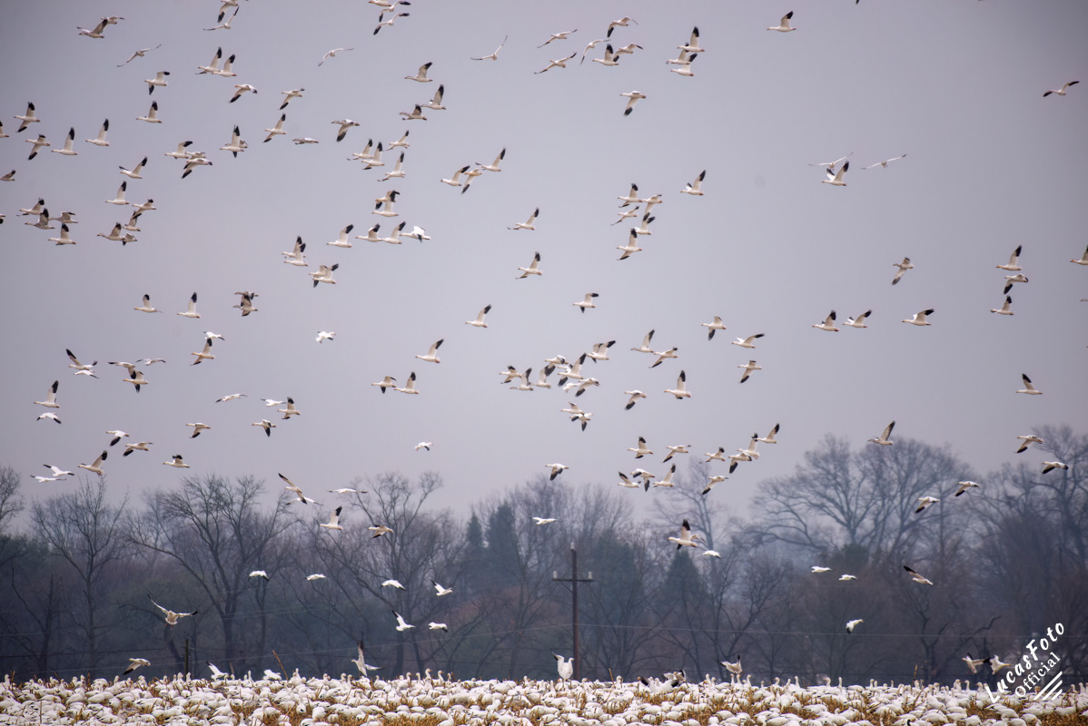 Snow Goose