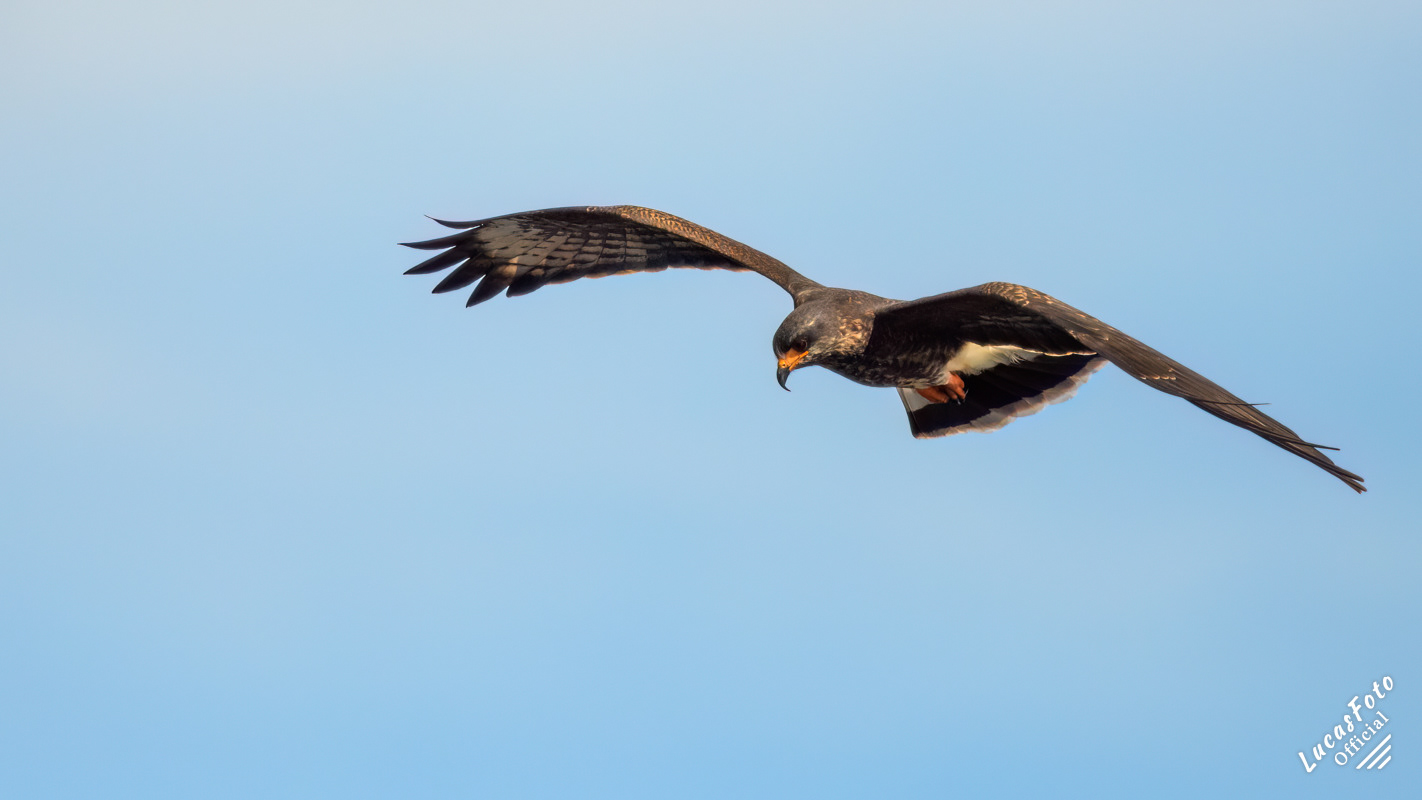 Snail Kite