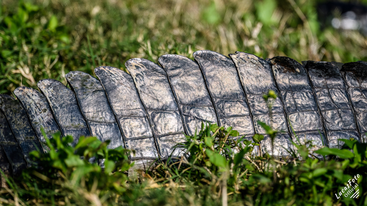 Alligator