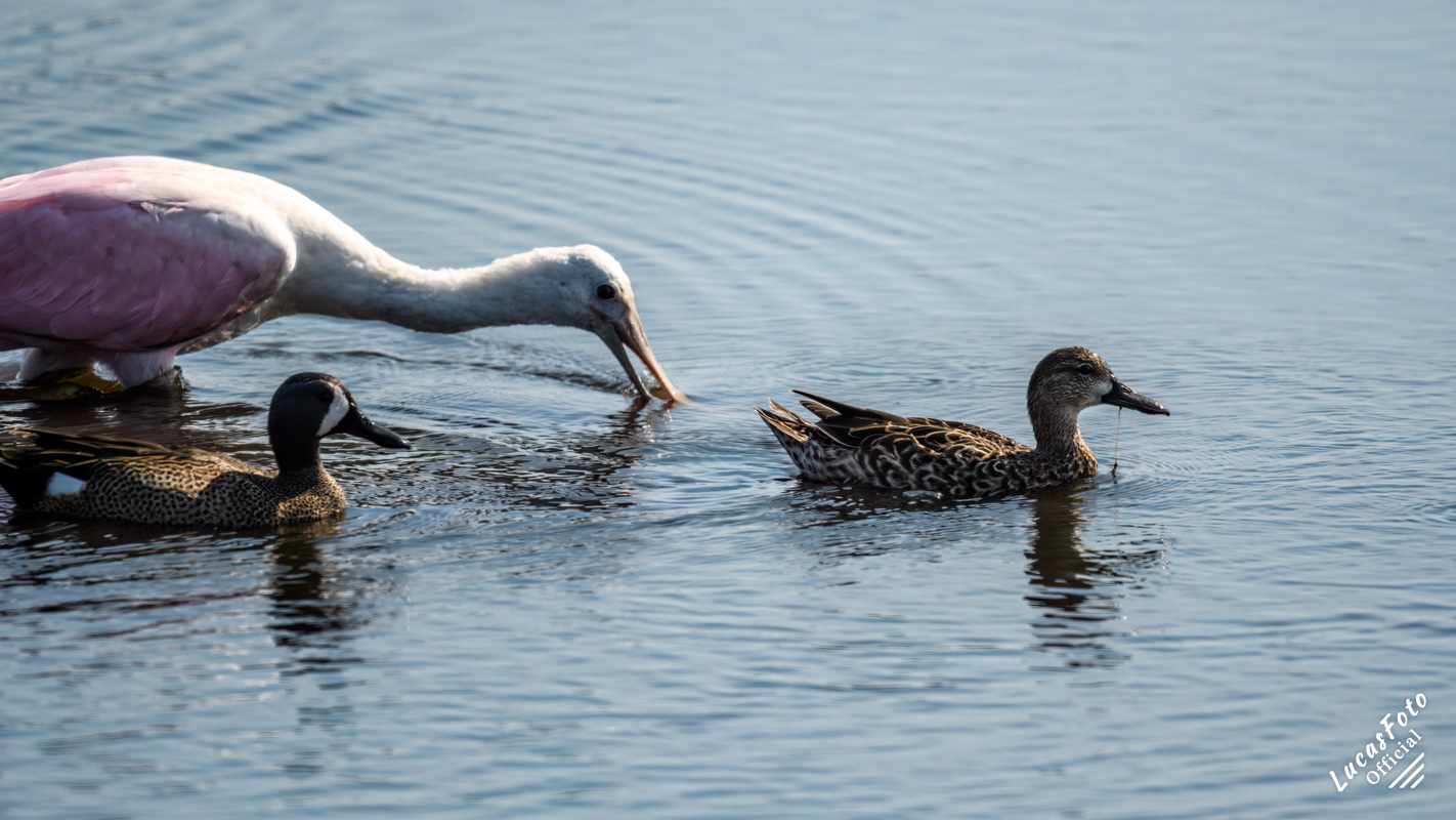 Roseate Spoonbill / Blue-winged Teal