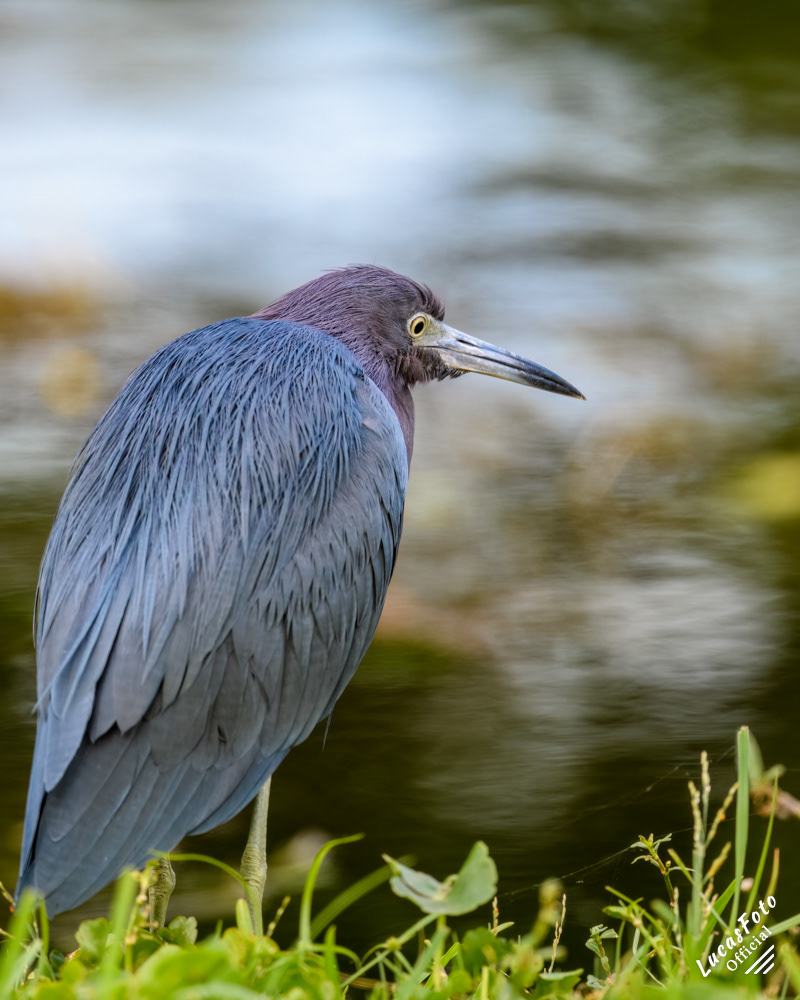 Little Blue Heron