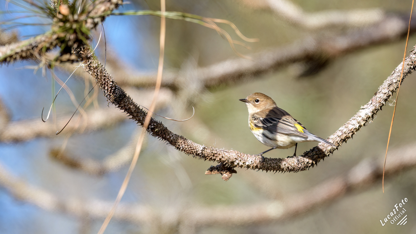 Yellow-rumped Warbler