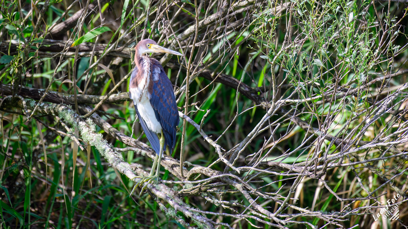 Tricolored Heron