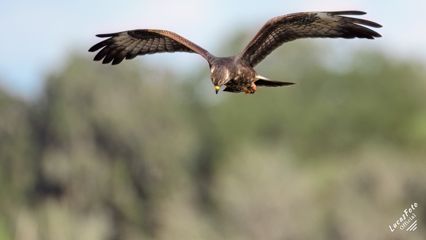 Snail Kite