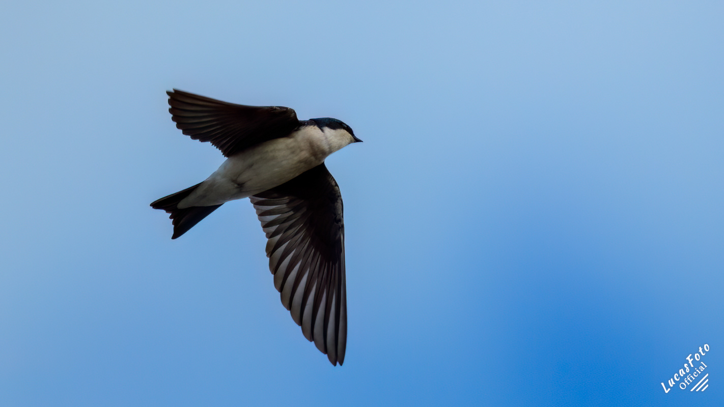 Tree Swallow