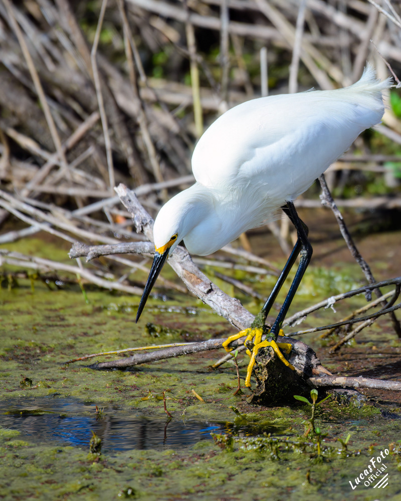 Snowy Egret