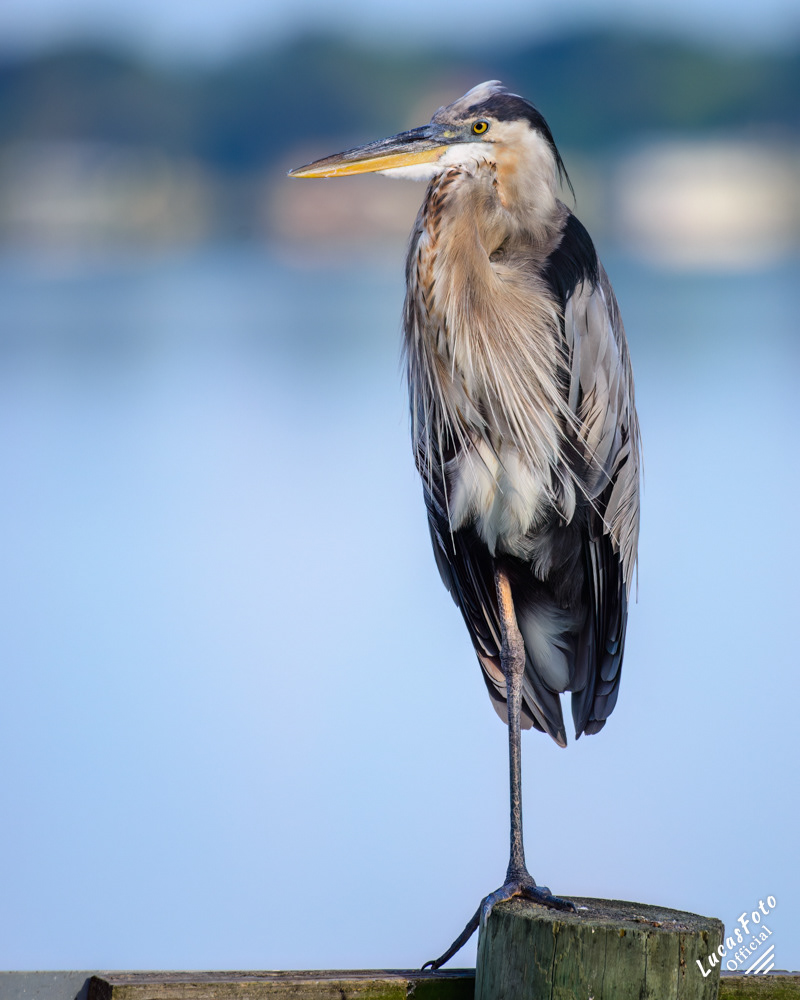 Great Blue Heron