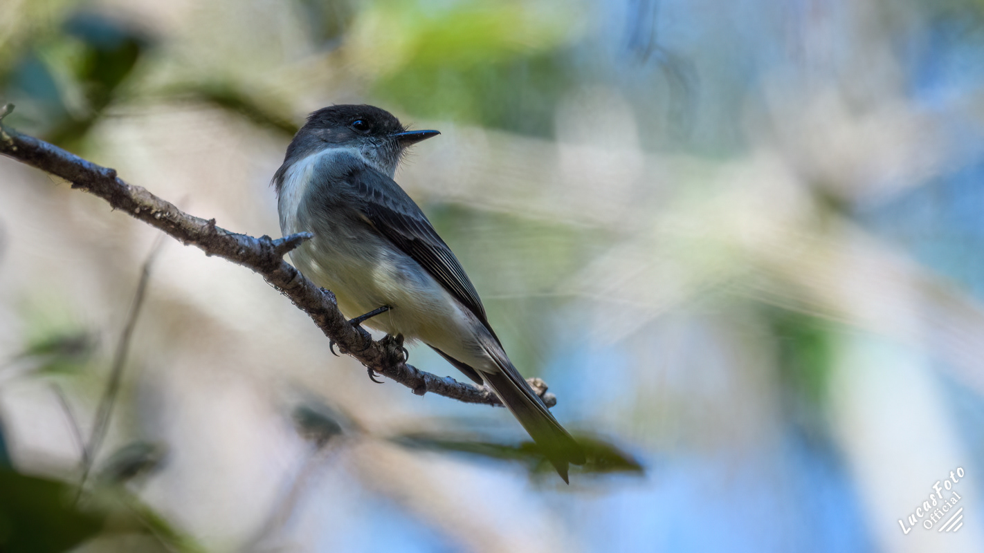 Eastern Phoebe
