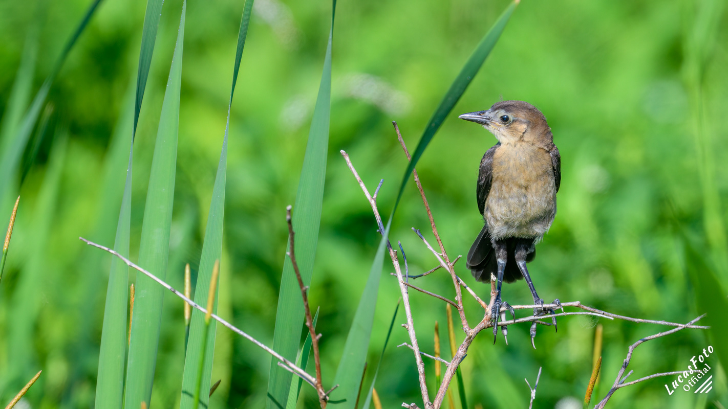 Boat-tailed Grackle