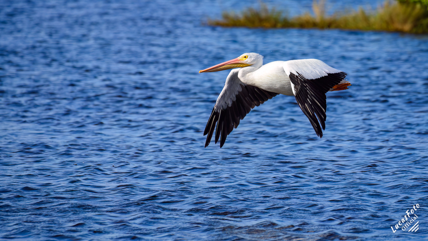 American White Pelican