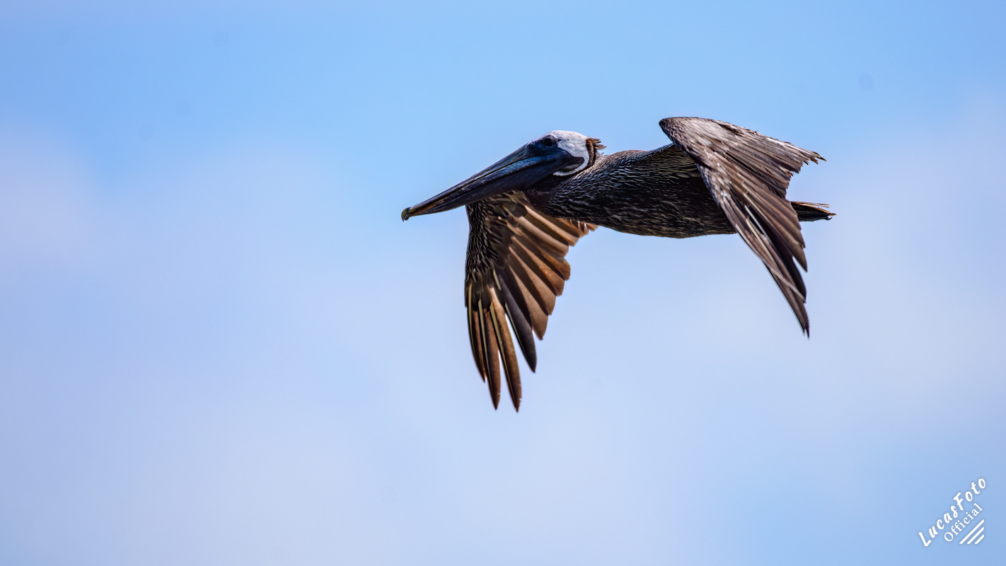 Brown Pelican