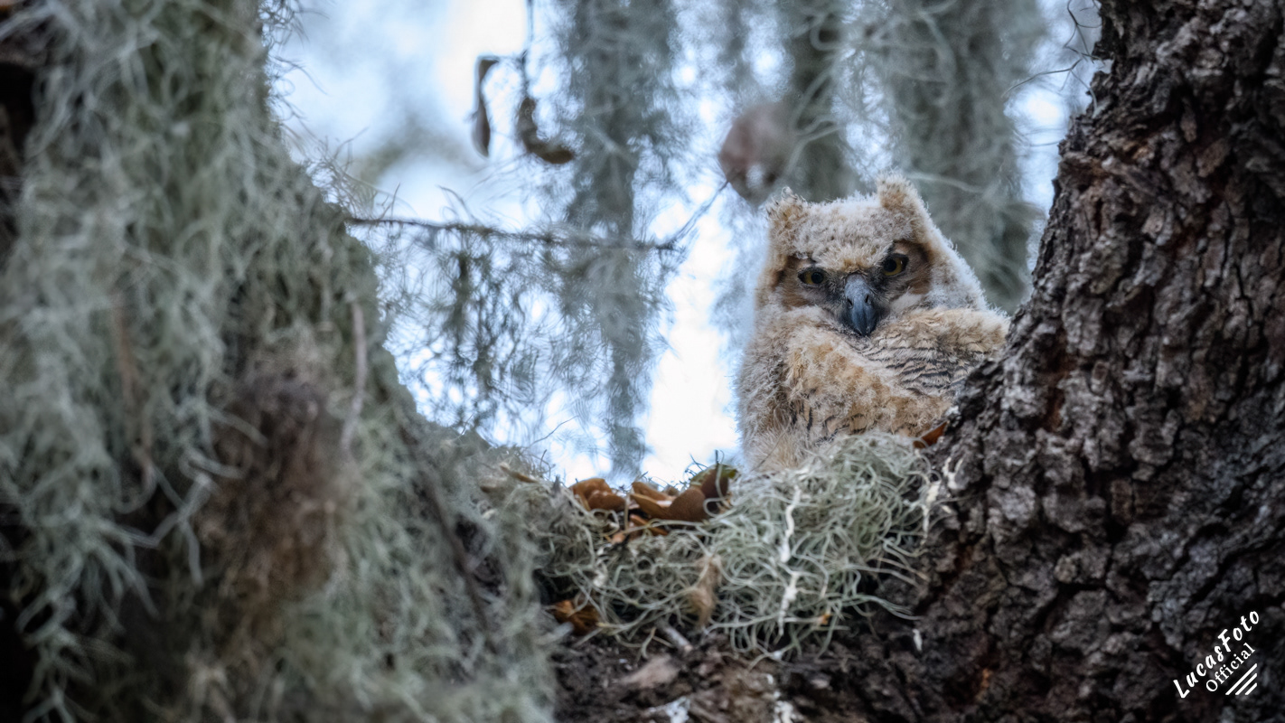 Great Horned Owl