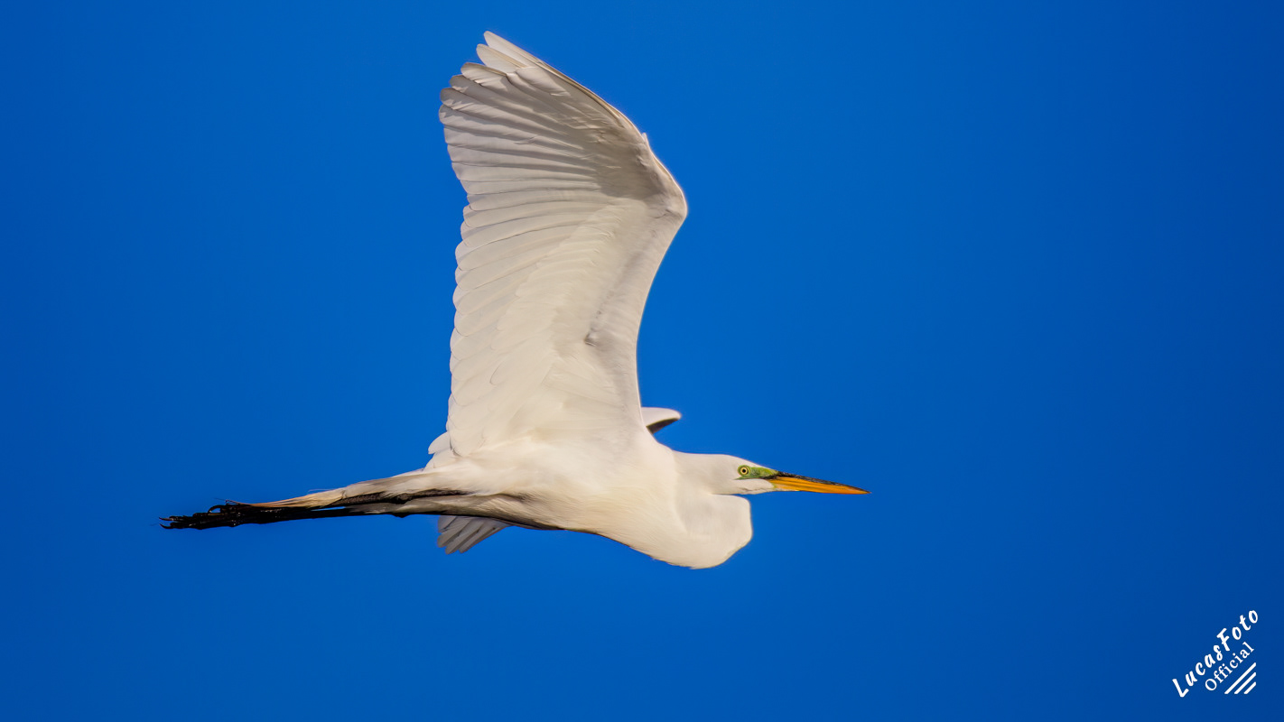 Great Egret