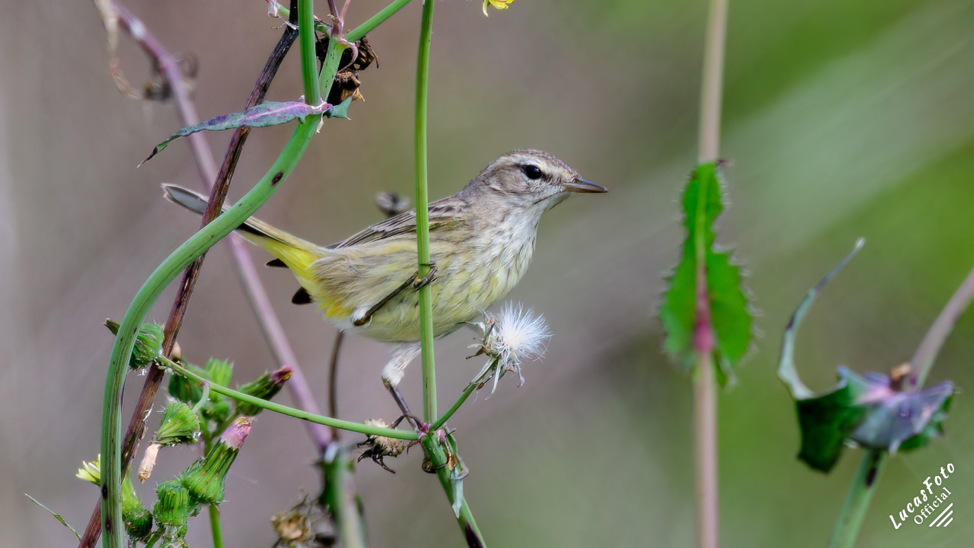 Palm Warbler
